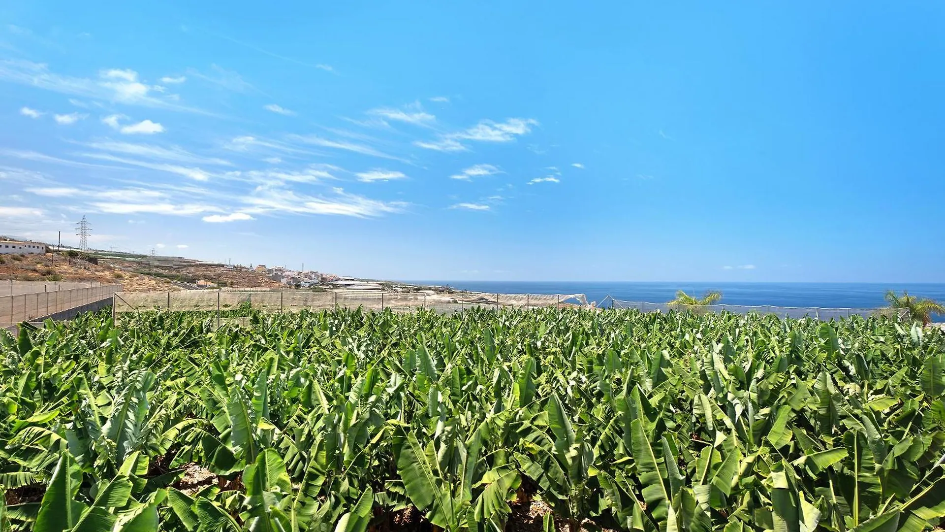 Finca La Calabacera Verde サンタクルスデテネリフェ スペイン