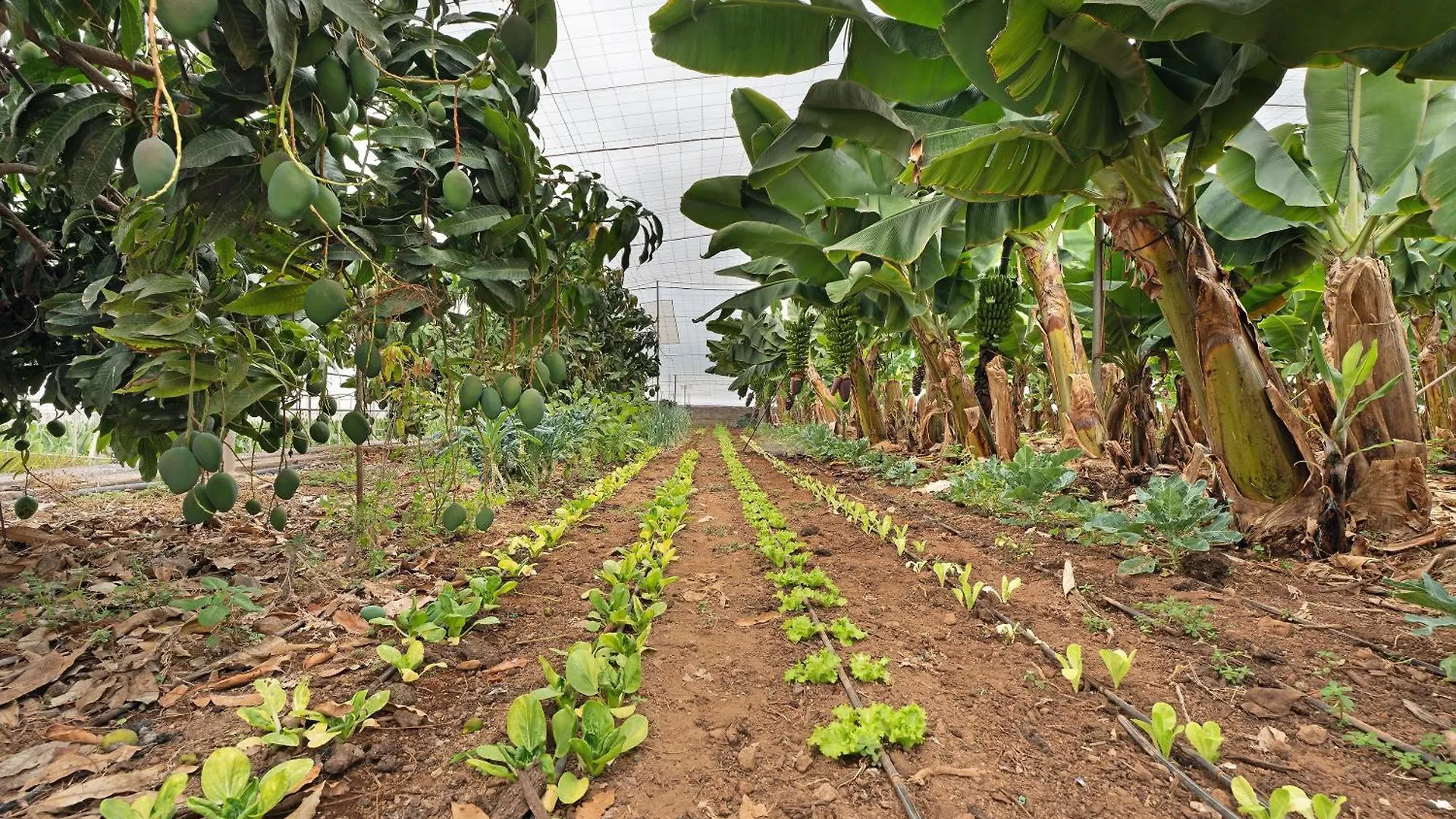 Finca La Calabacera Verde サンタクルスデテネリフェ